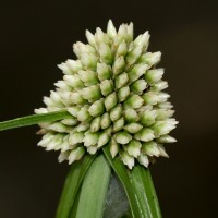 <i>Cyperus dubius</i> var. dubius Rottb.